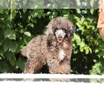 Small #1 Poodle (Miniature)