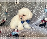 Small Photo #13 Zuchon Puppy For Sale in LAKELAND, FL, USA