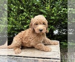 Small #1 Goldendoodle (Miniature)
