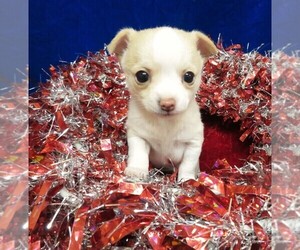 Chihuahua Puppy for sale in GROVESPRING, MO, USA