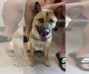 Rhodesian Ridgeback Dogs for adoption in Derwood, MD, USA