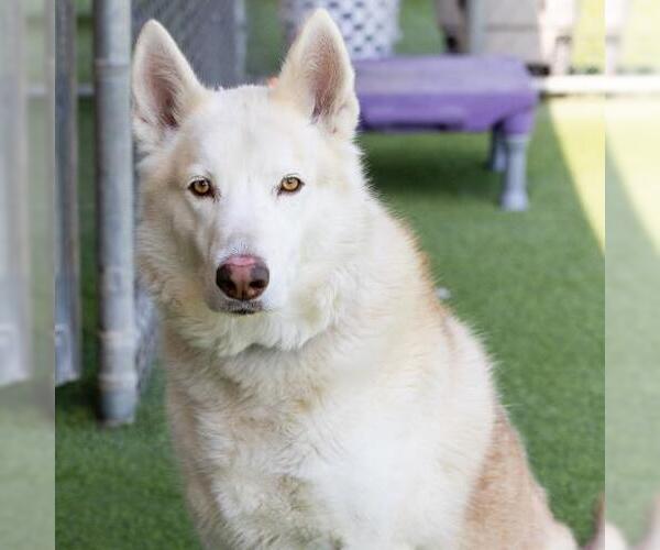 Medium Photo #2 Siberian Husky Puppy For Sale in Camarillo, CA, USA