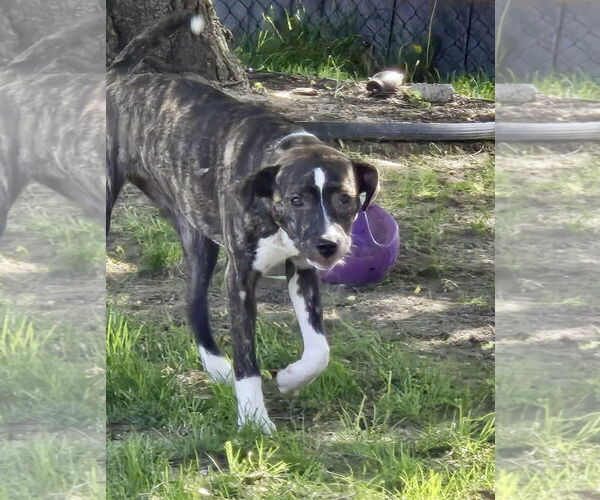 Medium Photo #23 Mutt Puppy For Sale in Mount Laurel, NJ, USA