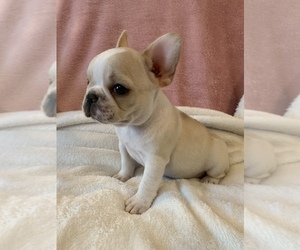 French Bulldog Puppy for sale in JOHNS ISLAND, SC, USA