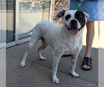 Small #2 American Pit Bull Terrier Mix