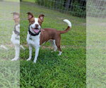 Small Photo #14 Rat Terrier-Unknown Mix Puppy For Sale in Holly Springs, NC, USA