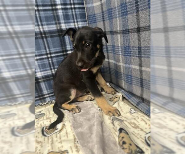 Medium Photo #1 German Shepherd Dog Puppy For Sale in Rosenberg, TX, USA