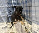 Small German Shepherd Dog