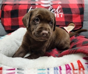 Labrador Retriever Puppy for Sale in MOUNT UNION, Pennsylvania USA