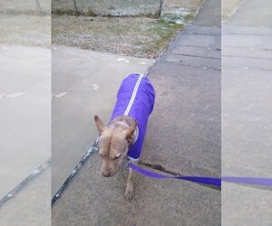 Coco - Female - Mix Dog for Adoption - Photo #11