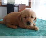 Small Photo #1 Golden Retriever Puppy For Sale in SUMNER, IL, USA