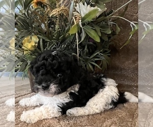 Maltese-Poodle (Toy) Mix Puppy for sale in MONTGOMERY, AL, USA