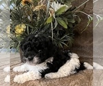Small Photo #1 Maltese-Poodle (Toy) Mix Puppy For Sale in MONTGOMERY, AL, USA