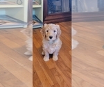 Small Photo #7 Goldendoodle Puppy For Sale in ATLANTA, GA, USA