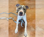 Small #9 Mutt