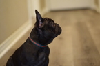 Small Photo #5 French Bulldog Puppy For Sale in INGLEWOOD, CA, USA