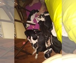 Dint - Female Boston Terrier Puppy for Sale - Small photo