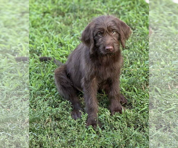 Medium Photo #4 Labrador Retriever-Unknown Mix Puppy For Sale in Shillington, PA, USA