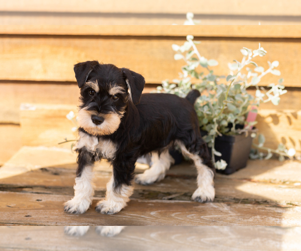 Medium Photo #2 Schnauzer (Miniature) Puppy For Sale in NAPPANEE, IN, USA