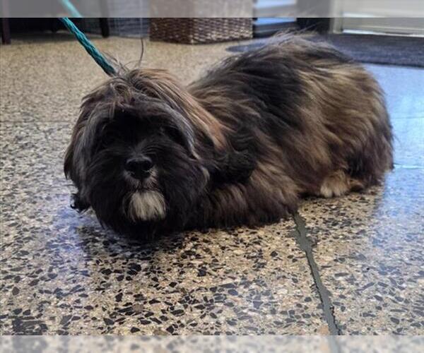 Medium Photo #1 Lhasa Apso Puppy For Sale in Tracy, CA, USA