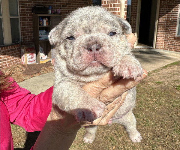Medium Photo #1 French Bulldog Puppy For Sale in SPRING, TX, USA