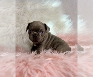 French Bulldog Puppy for sale in OJAI, CA, USA