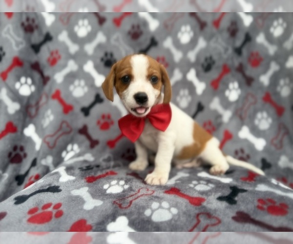 Medium Photo #9 Cavalier King Charles Spaniel-Jack Russell Terrier Mix Puppy For Sale in LAKELAND, FL, USA