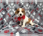 Small #8 Cavalier King Charles Spaniel-Jack Russell Terrier Mix