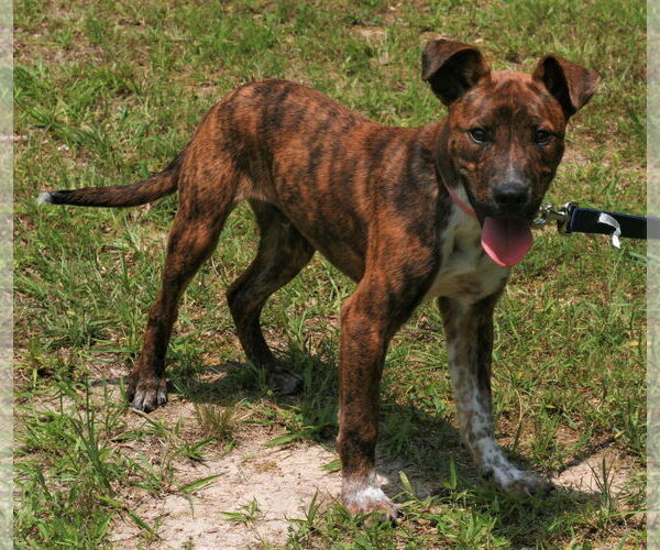 Medium Photo #2 Labrador Retriever-Plott Hound Mix Puppy For Sale in Attalka, AL, USA