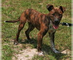 Small #1 Labrador Retriever-Plott Hound Mix