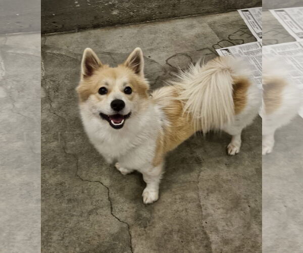 Medium Photo #2 Pom-Shi Puppy For Sale in Agoura Hills, CA, USA