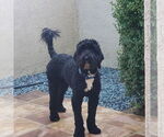 Small Labradoodle