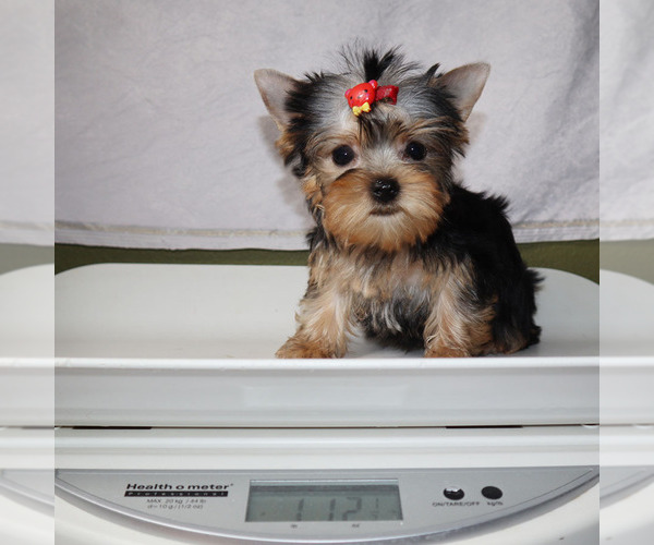 Medium Photo #5 Yorkshire Terrier Puppy For Sale in LOS ANGELES, CA, USA