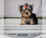 Small #4 Yorkshire Terrier