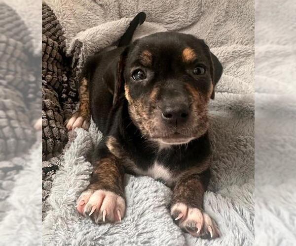 Medium Photo #4 Dachshund-Unknown Mix Puppy For Sale in Los Angeles, CA, USA