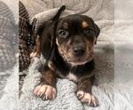 Small #3 Dachshund Mix