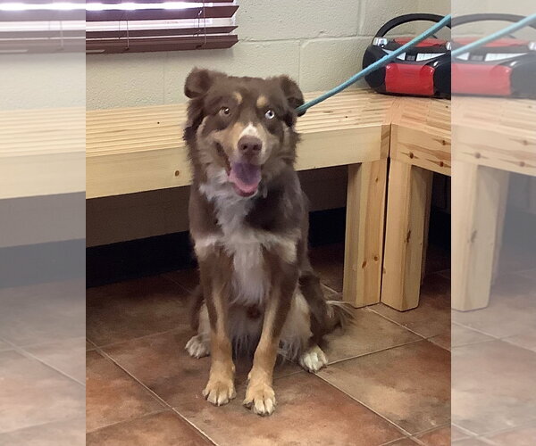 Medium Photo #1 Australian Shepherd Puppy For Sale in Amarillo, TX, USA