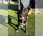SWIRL - Female Catahoula Leopard Dog-Unknown Mix Dog for Adoption - Small photo