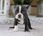 Puppy 4 Boston Terrier