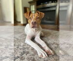 Small #28 American Pit Bull Terrier Mix