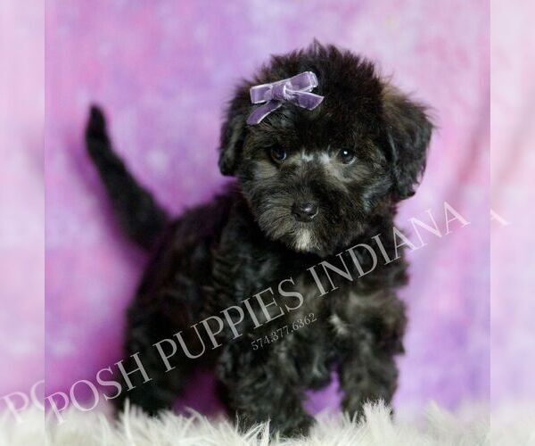 Medium Photo #4 Morkie Puppy For Sale in WARSAW, IN, USA