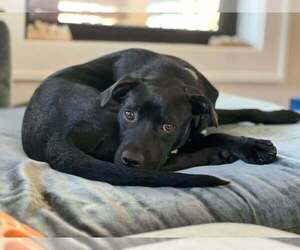 Mutt Dogs for adoption in Candler, NC, USA