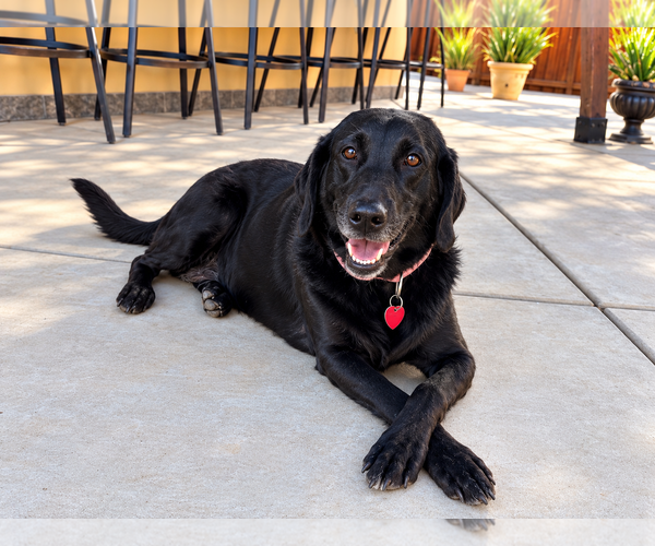 Medium Photo #1 Labrador Retriever Puppy For Sale in Clovis, CA, USA