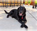 Gabby - Female Labrador Retriever Dog for Adoption - Small photo