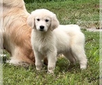 Puppy Puppy 2 English Cream Golden Retriever-Golden Retriever Mix