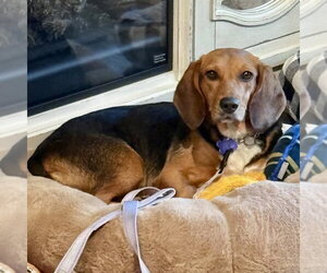 Stevie Girl 2026 - Female Beagle Dog for Adoption - Photo #2