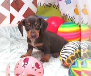 Dachshund Puppy for sale in RATTAN, OK, USA