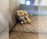 Small Photo #14 Rhodesian Ridgeback Puppy For Sale in KELLER, TX, USA