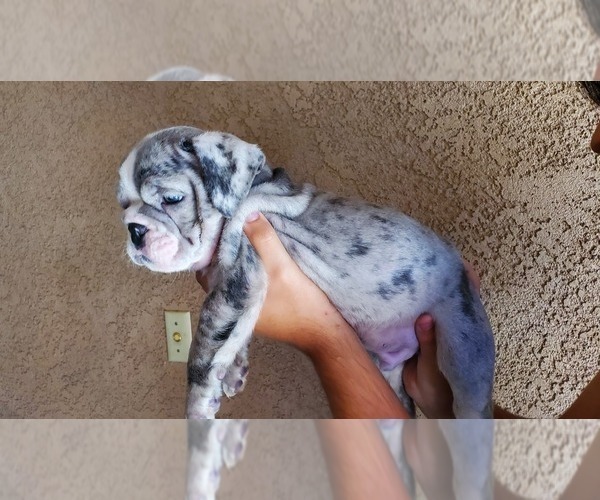 Medium Photo #3 English Bulldog Puppy For Sale in BAKERSFIELD, CA, USA