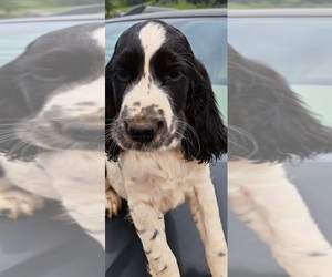 English Springer Spaniel Puppy for sale in MORRISTOWN, TN, USA